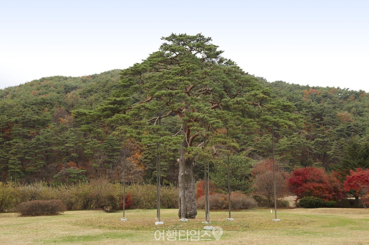속리산 정이품송 / 사진=게티이미지뱅크