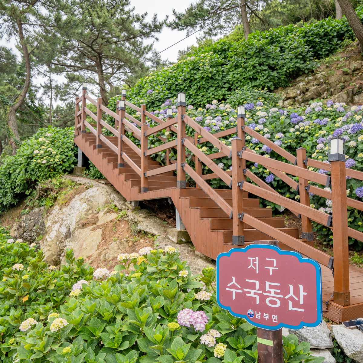 저구항 수국길 / 사진=거제몽돌사진관