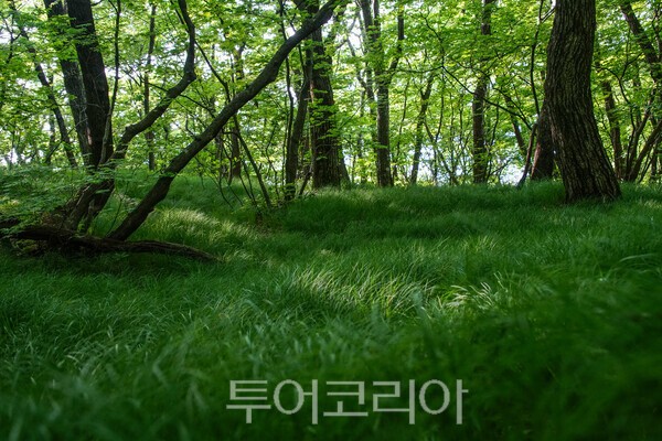 사진 / 적상산 안국사 뒷편의 그늘사초 군락지의 모습_투어코리아 유지훈 기자