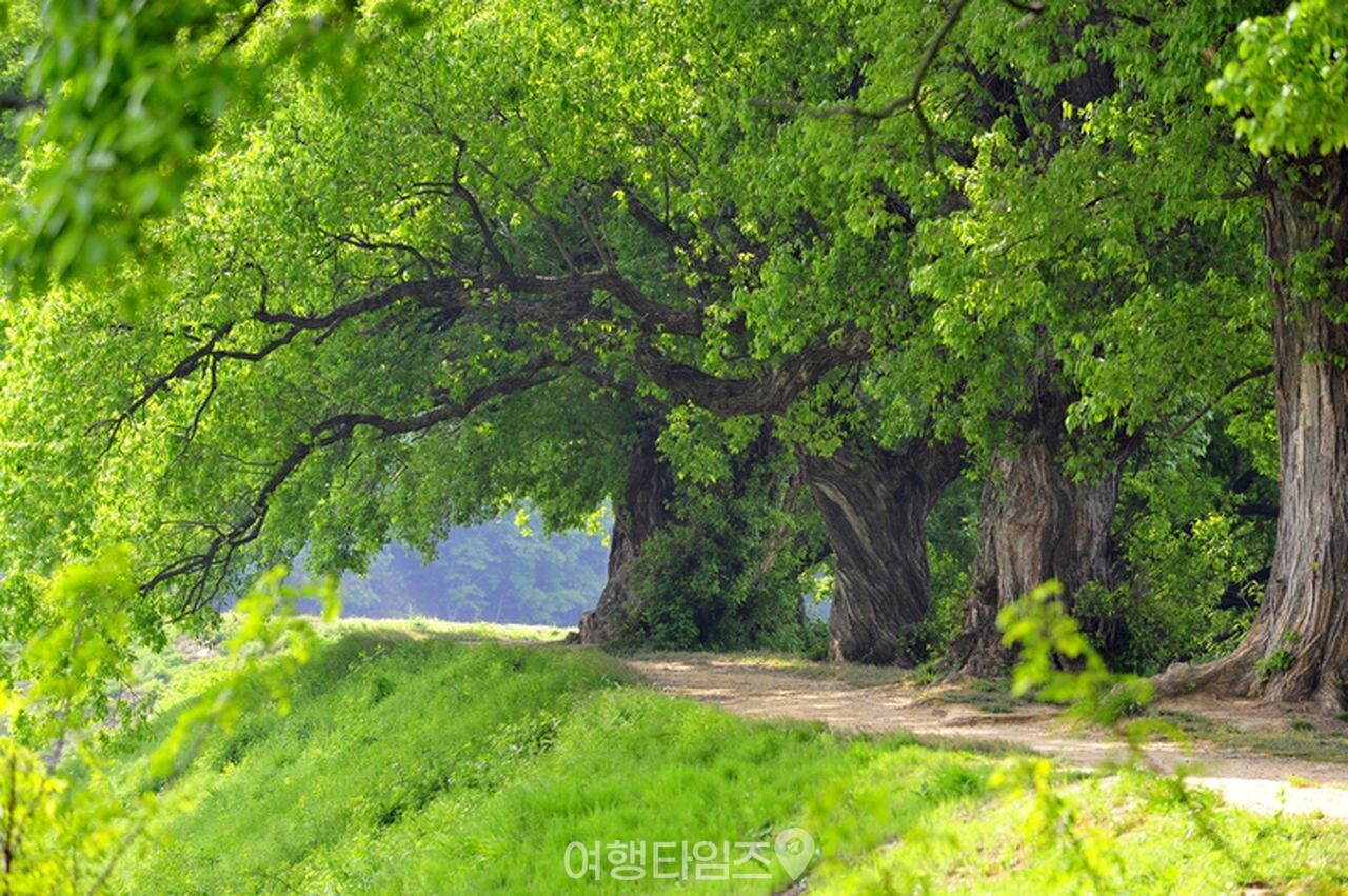 반곡지 / 사진=게티이미지뱅크