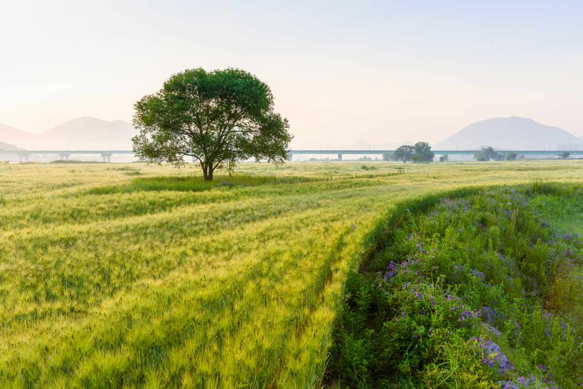 강나루생태공원 청보리 천국 / 사진=경남관광길잡이