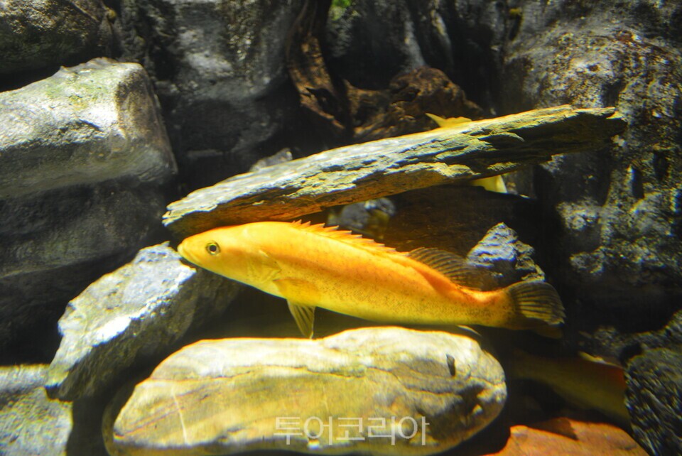 다누리 아쿠라리움 수족관 ⓒ투어코리아