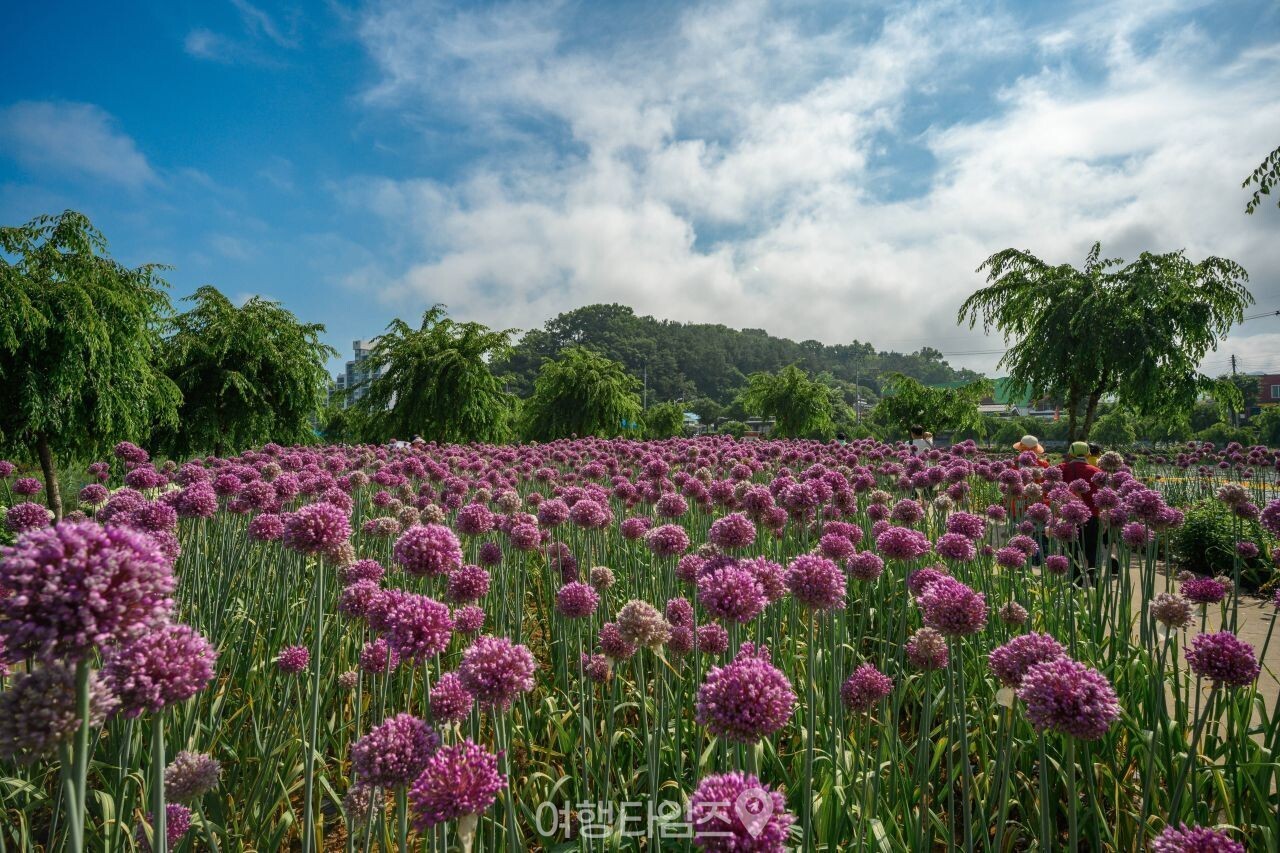 유구색동수국정원 / 사진=게티이미지뱅크