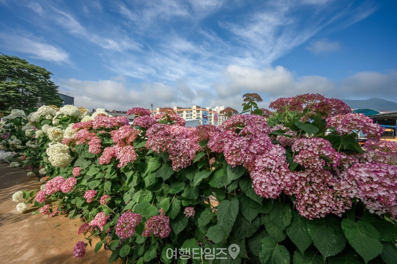 유구색동수국정원 / 사진=게티이미지뱅크