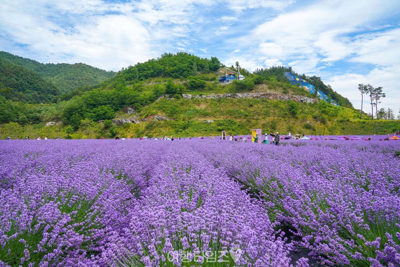 라벤더 명소 무릉별유천지 / 사진=게티이미지뱅크