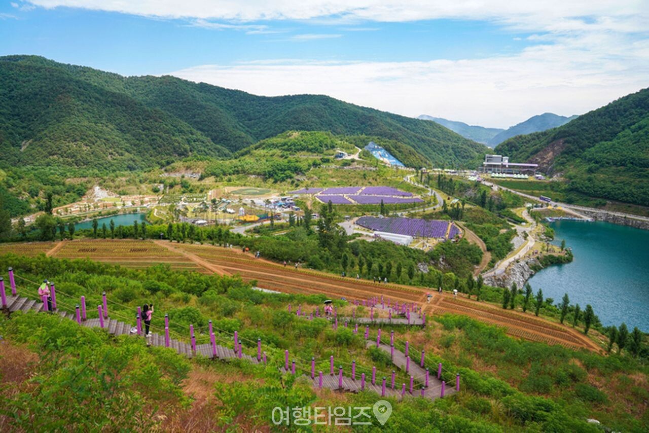 라벤더 명소 무릉별유천지 / 사진=게티이미지뱅크