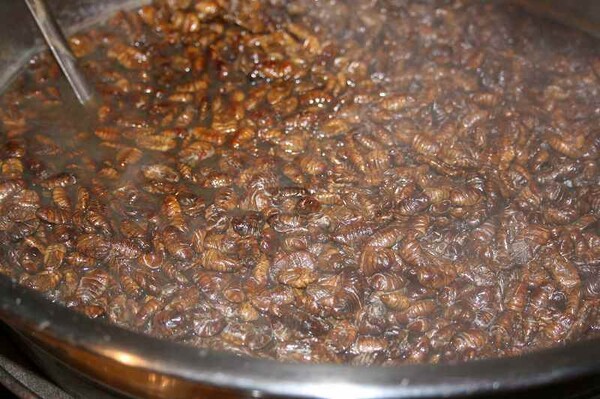 okapon2005
