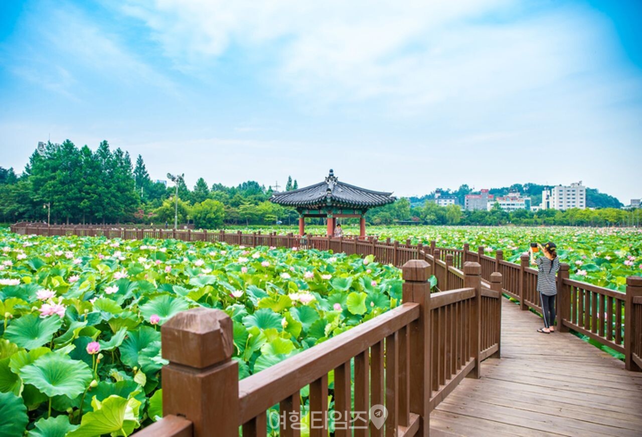 연꽃 명소 덕진공원 / 사진=게티이미지뱅크