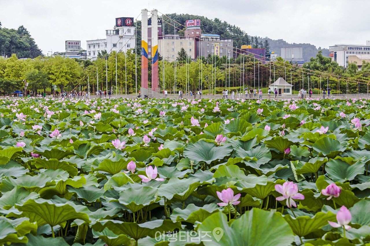 연꽃 명소 덕진공원 / 사진=게티이미지뱅크
