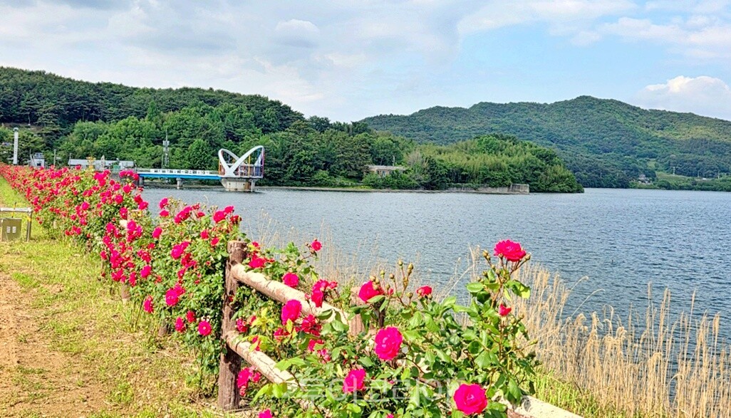 초여름 꽃향기 머금은 불갑저수지 제당 / 사진-영광군