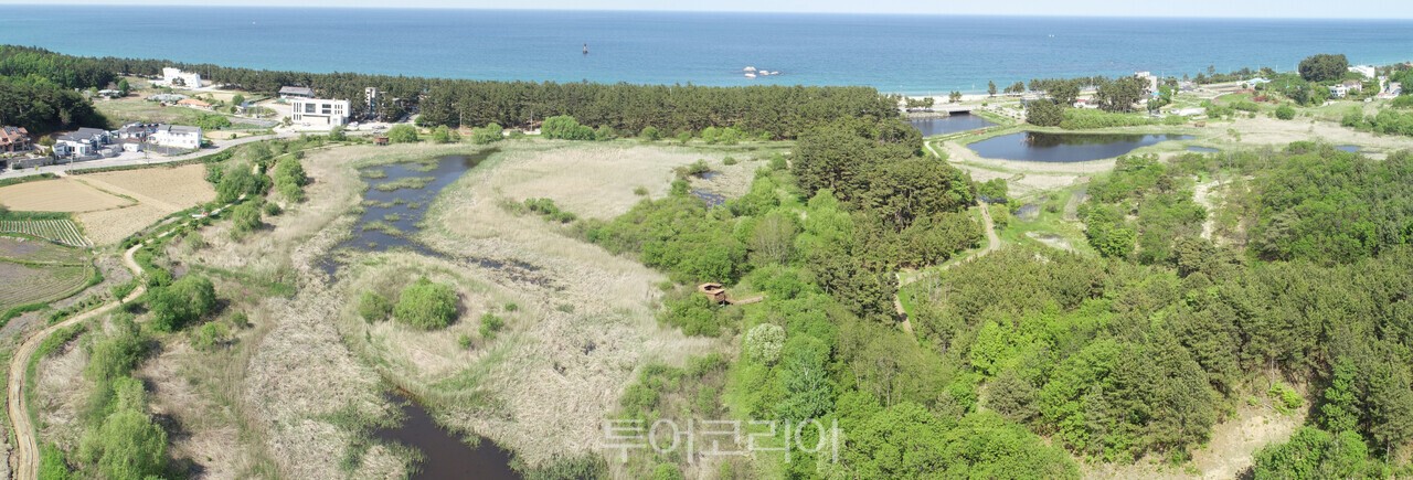 강릉 순포습지 전경/사진-강릉시
