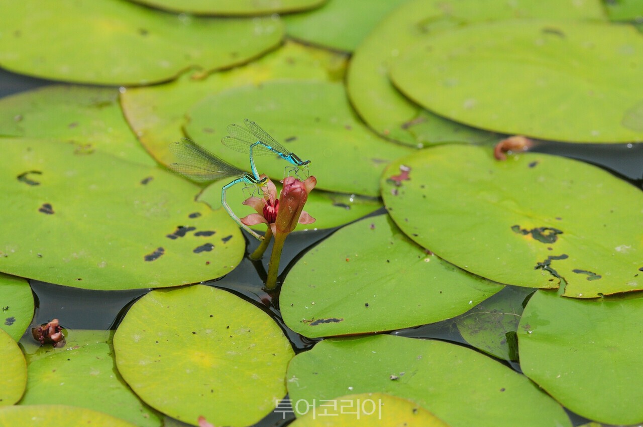 강릉 순포습지/사진-강릉시