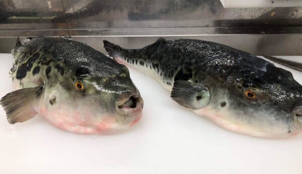 fugu-sakai