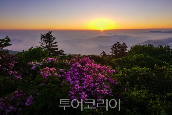 사진 / 덕유산 철쭉과 일출_투어코리아 유지훈 기자