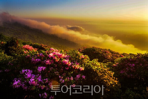 사진 / 덕유산 철쭉과 운해_투어코리아 유지훈 기자