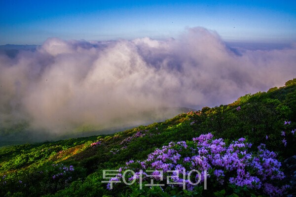 사진 / 덕유산 중봉의 철쭉과 운해_투어코리아 유지훈 기자