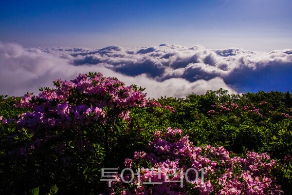 사진 / 덕유산 철쭉과 운해_투어코리아 유지훈 기자