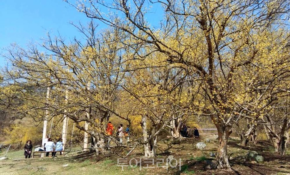 이천 산수유마을/사진-경기관광공사
