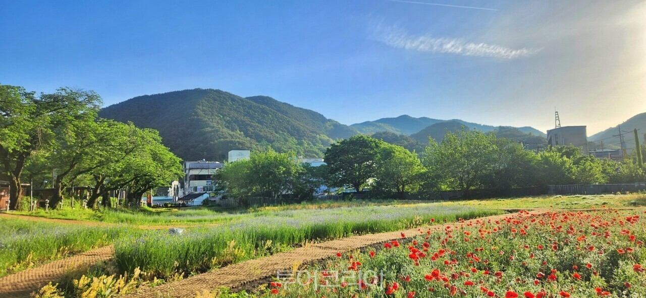 충주 수안보 왕의정원에 붉은 양귀비꽃 풍경   수레국화 풍경  /사진-충주시