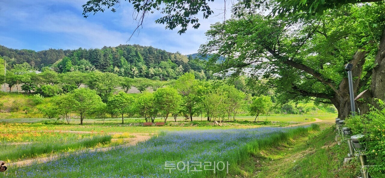 충주 수안보 왕의정원에 붉은 양귀비꽃 풍경   수레국화 풍경  /사진-충주시