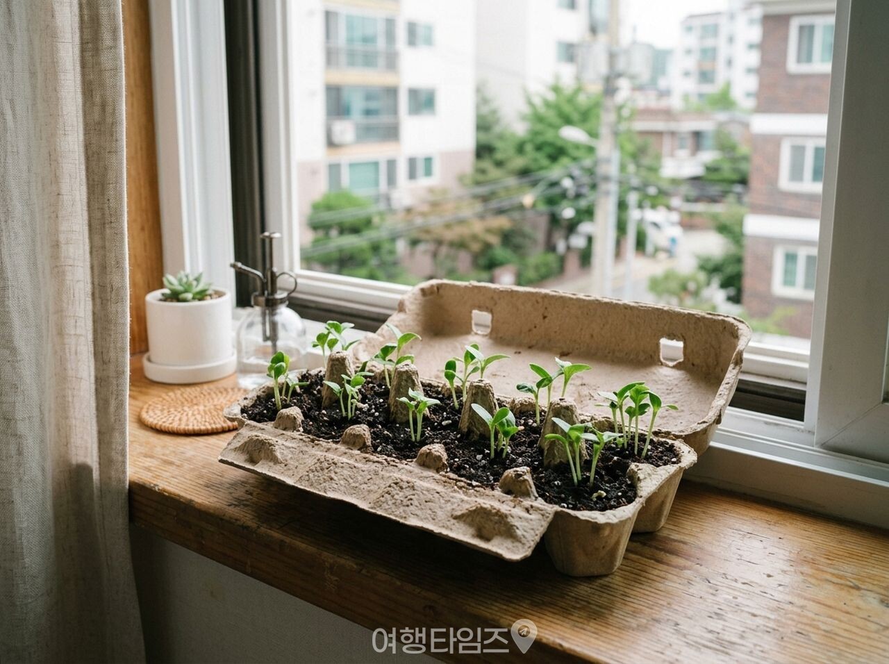 계란판 살림 재활용 / 사진=여행타임즈