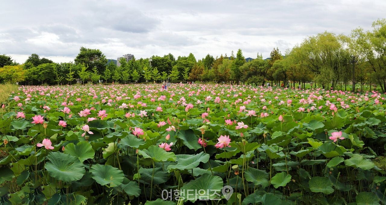 양평 세미원 / 사진=게티이미지뱅크