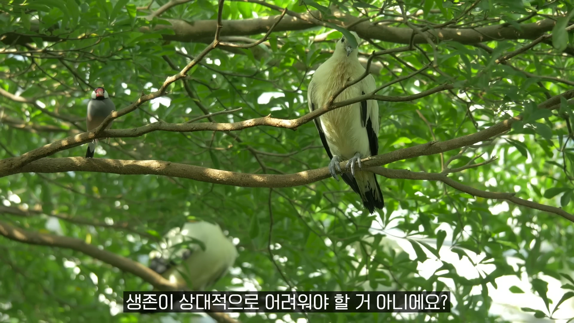 나무 가지 위에 앉아 있는 흰색 새와 작은 새들의 모습