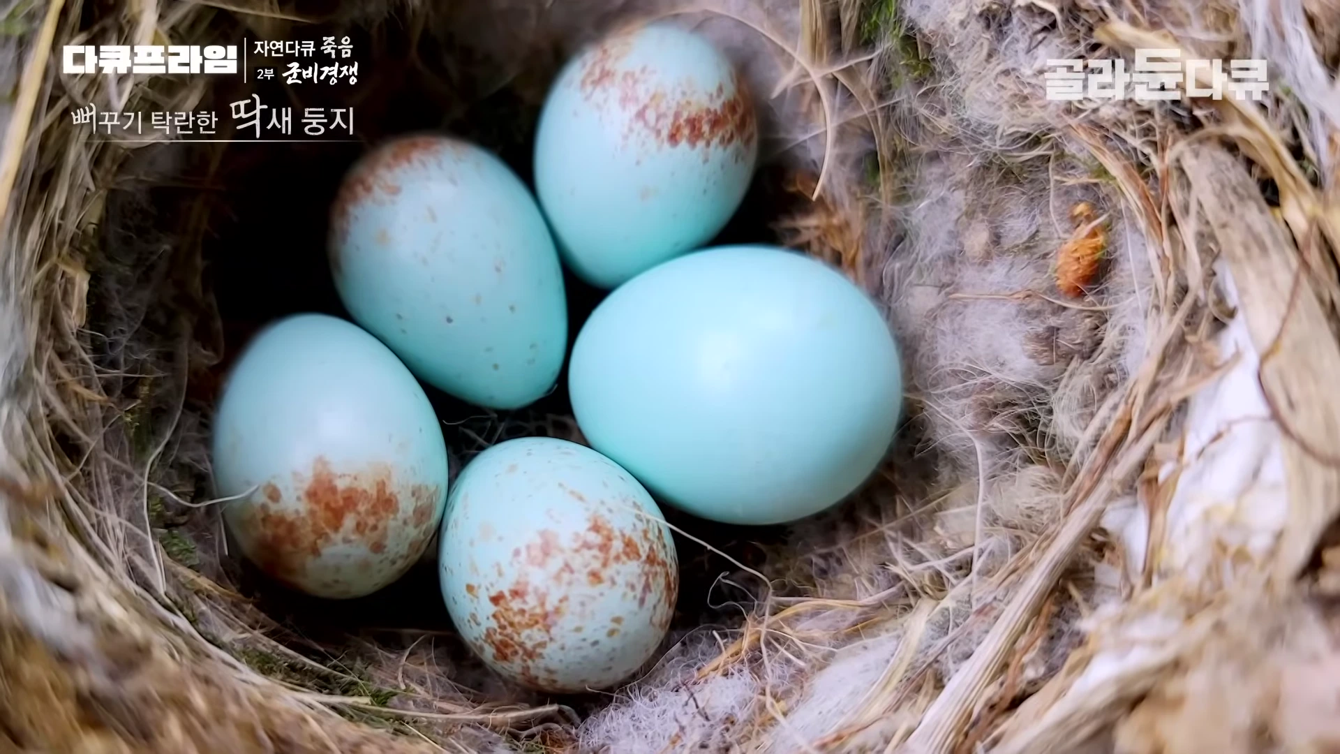 둥지 안에 푸른색 바탕에 갈색 무늬가 있는 새알 다섯 개가 모여 있는 모습