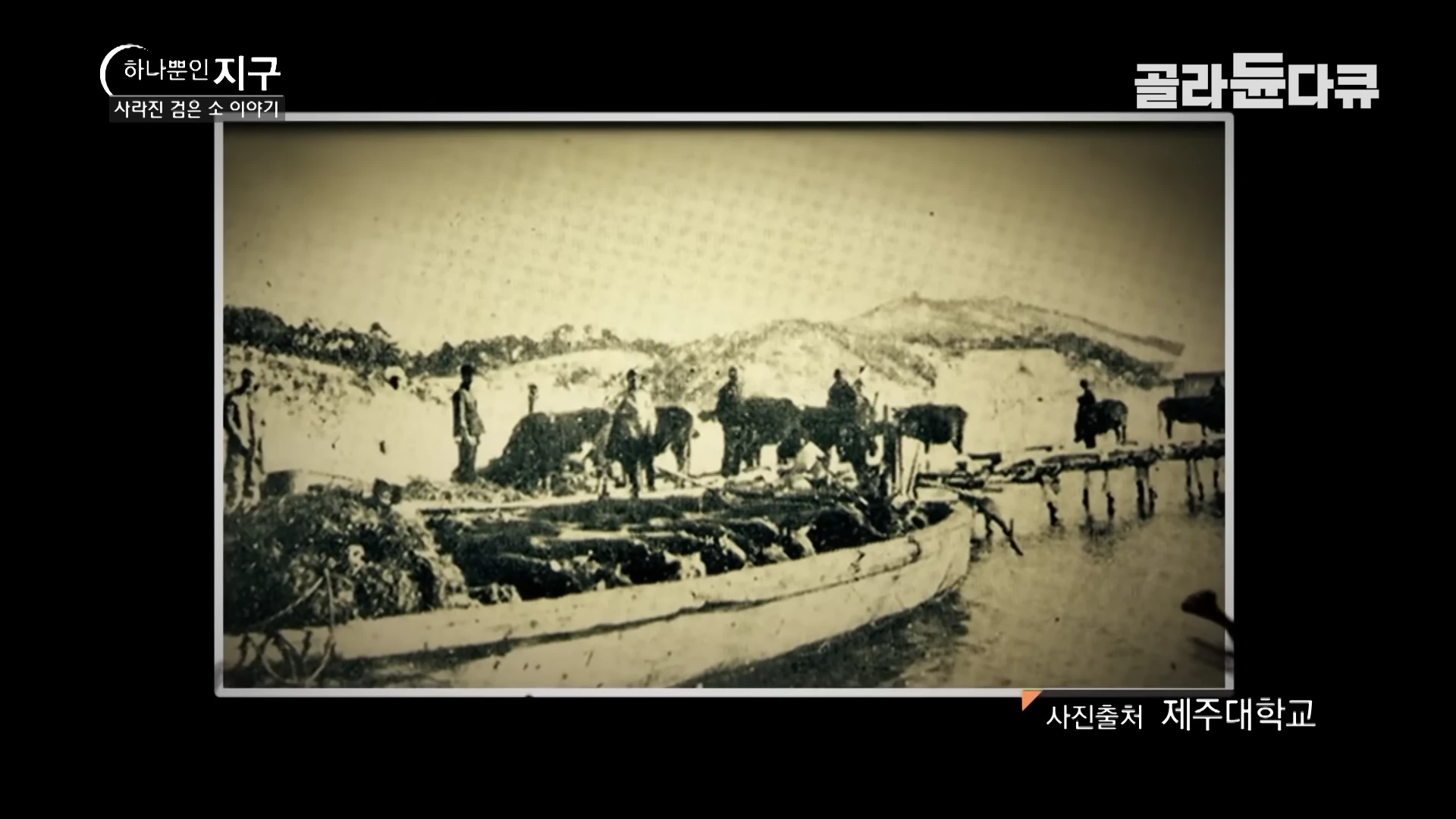 일제강점기 당시 배에 소를 싣고 있는 모습을 담은 흑백 사진 자료