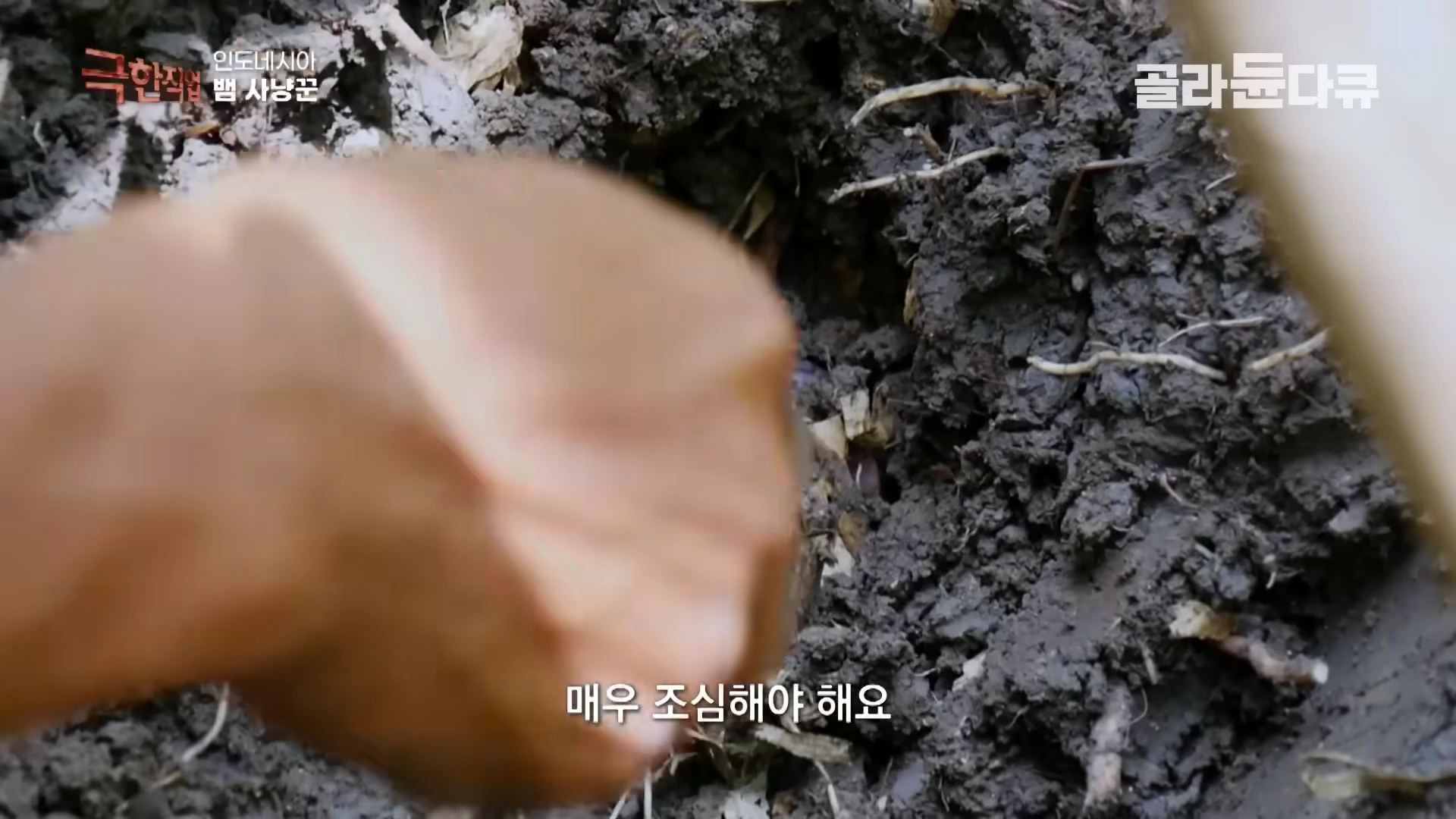 흙을 파내어 뱀의 은신처를 확인하는 사냥꾼의 손과 흙더미