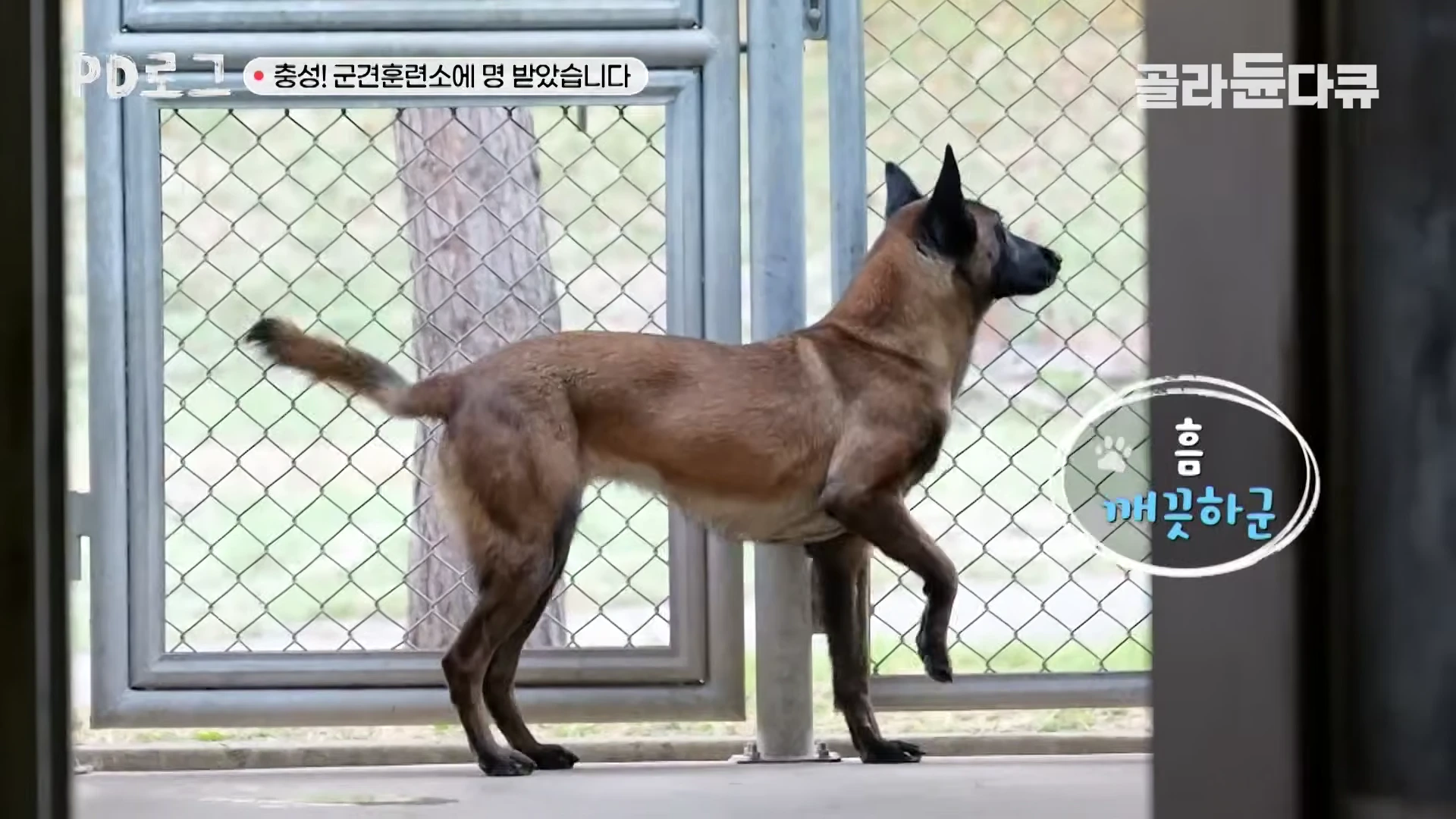 철망 울타리 앞에 서서 한쪽 앞발을 들고 밖을 내다보는 갈색 군견의 모습
