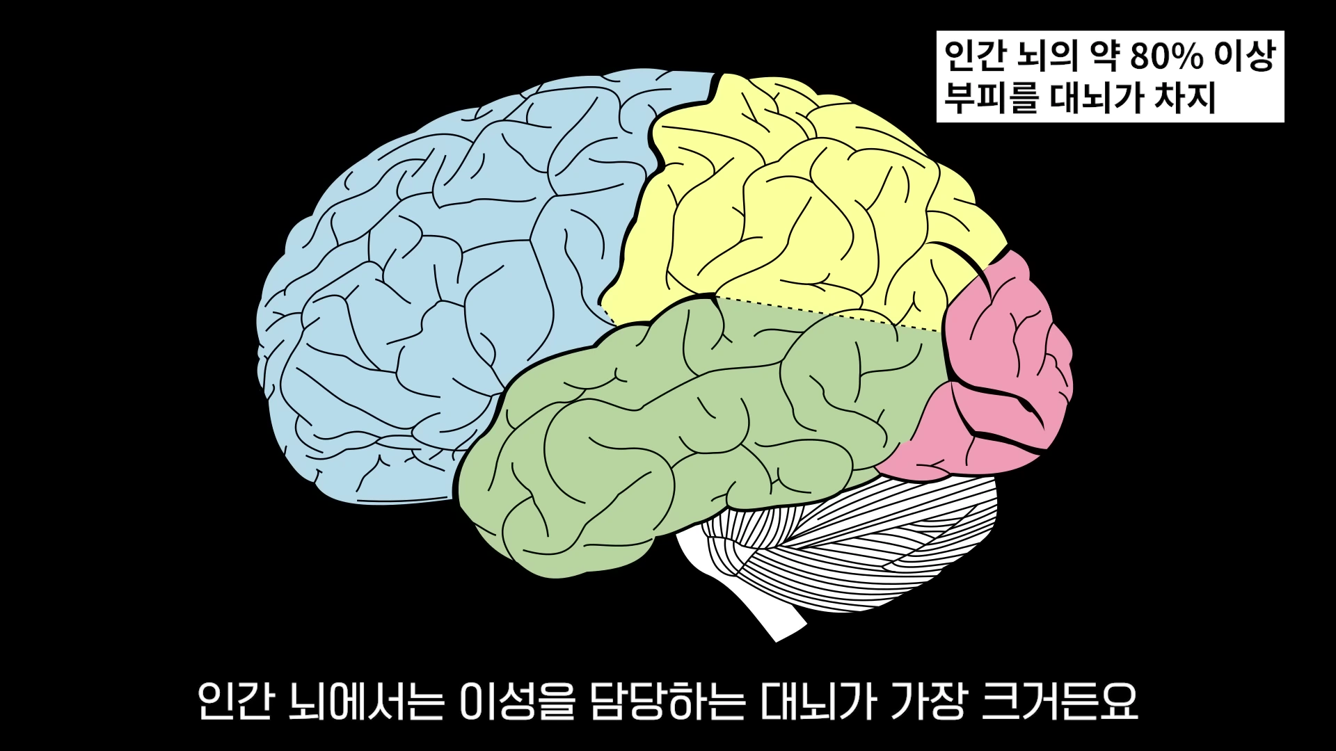 대뇌의 영역이 색깔별로 구분된 인간 뇌의 구조도와 '인간 뇌의 약 80% 이상 부피를 대뇌가 차지'라는 설명이 적힌 그래픽.