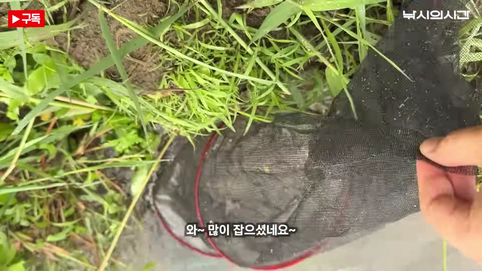 풀밭 위에 놓인 검은색 낚시용 살림망을 손으로 들어 올려 안을 확인하는 모습
