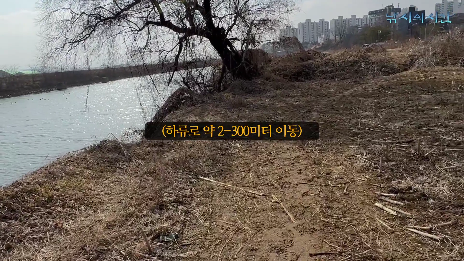 강변을 따라 흙길이 이어지고 나무가 서 있는 낚시 포인트의 모습