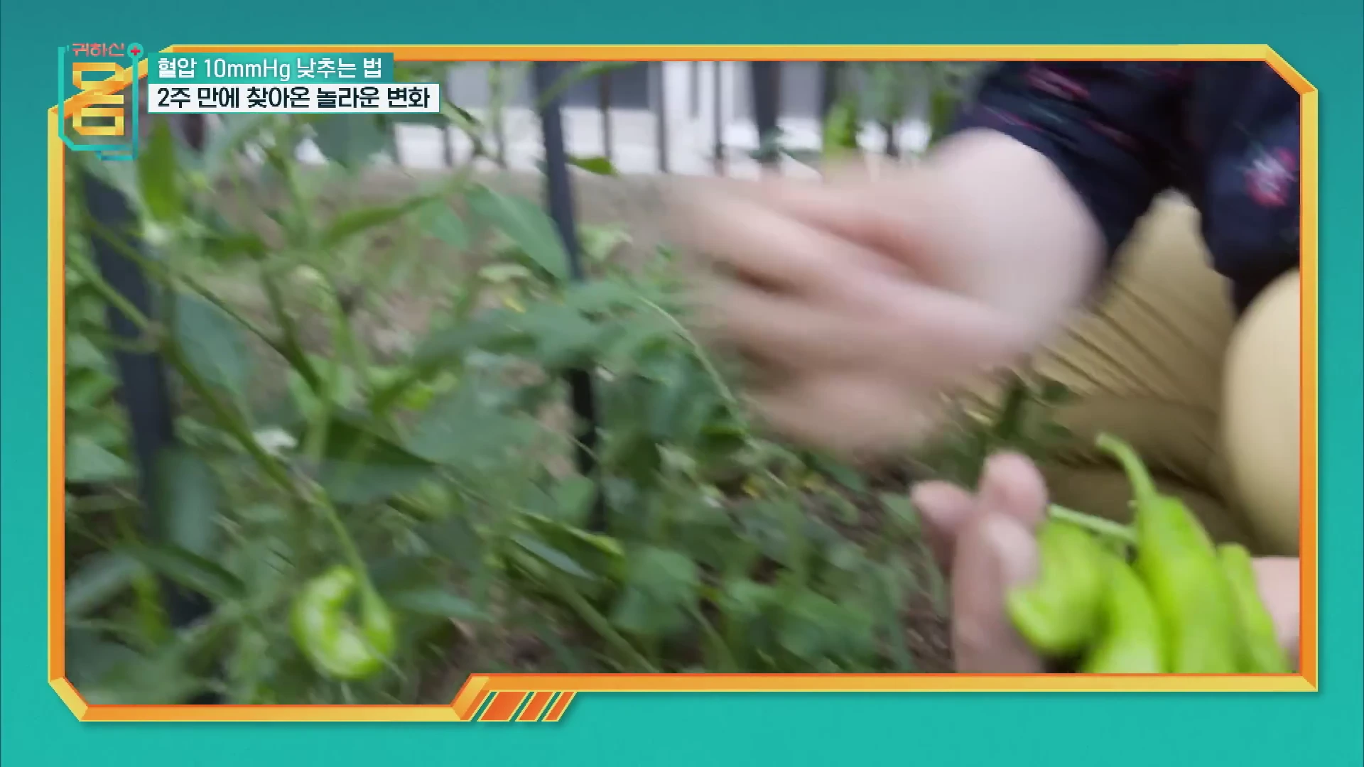 텃밭에서 직접 기른 고추를 손으로 수확하는 모습이 담긴 영상 화면