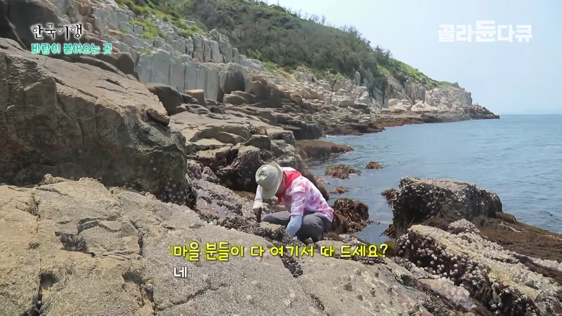 햇살이 내리쬐는 바닷가 바위 위에서 모자를 쓴 사람이 허리를 숙여 해산물을 채취하고 있다.