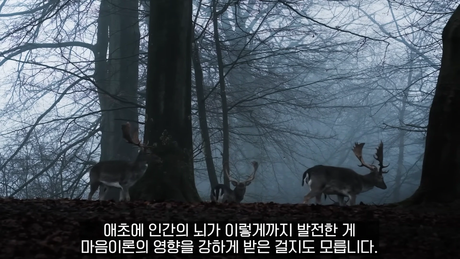 안개가 자욱한 숲속에 사슴 세 마리가 서 있는 모습