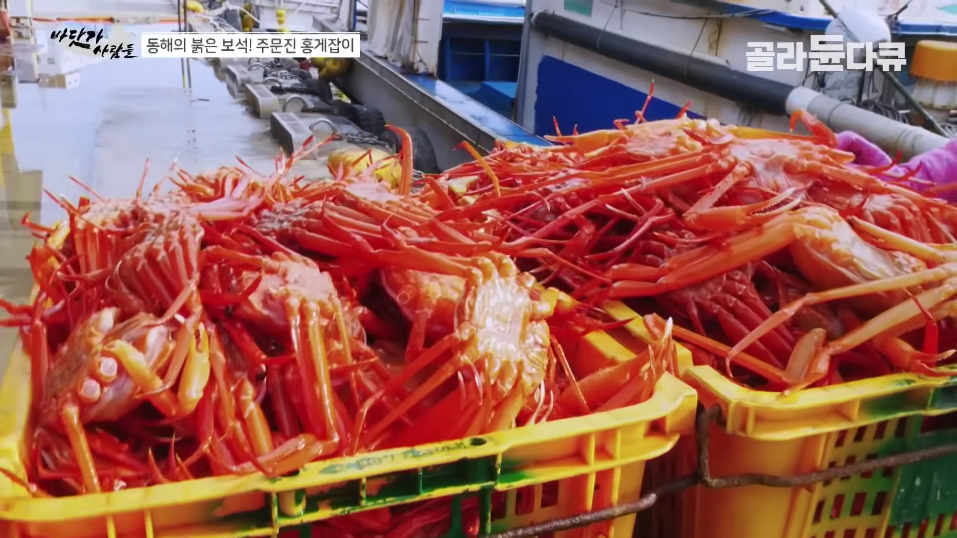 노란 플라스틱 바구니에 가득 담긴 붉은 홍게들이 항구 부두에 놓여 있다.