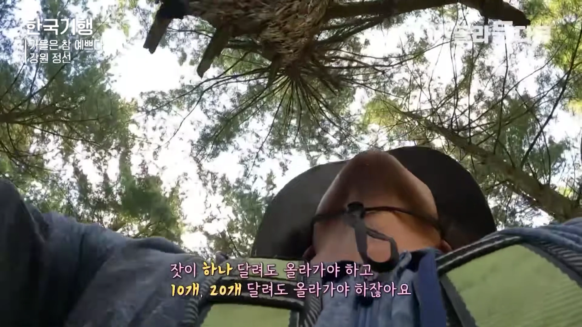잣나무 꼭대기를 향해 올라가는 작업자의 시선에서 본 하늘과 나무 모습