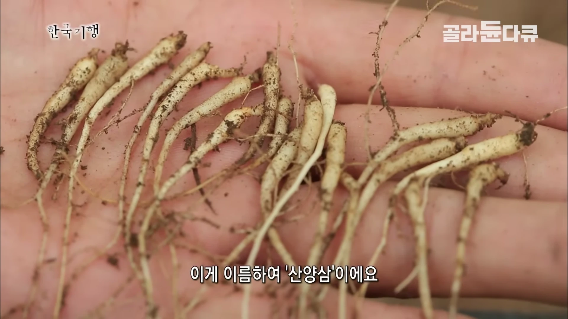 사람의 손바닥 위에 흙이 묻은 작은 산양삼 여러 뿌리가 놓여 있다.