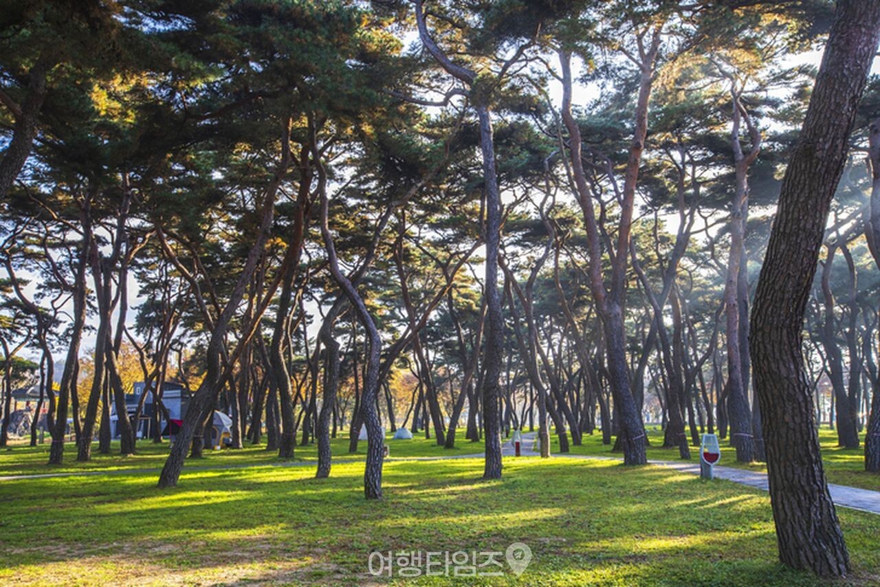 송호국민관광지 / 사진=게티이미지뱅크