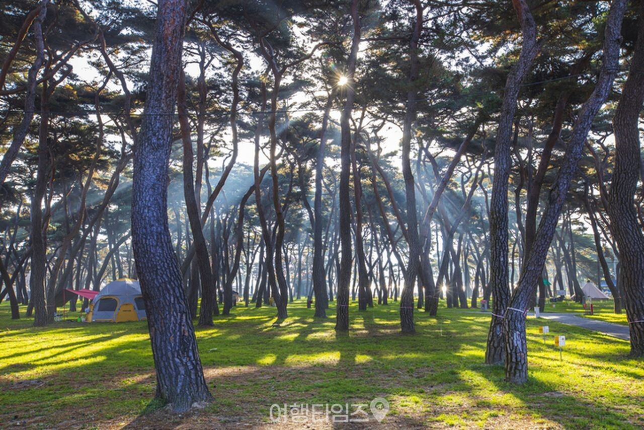 송호국민관광지 / 사진=게티이미지뱅크