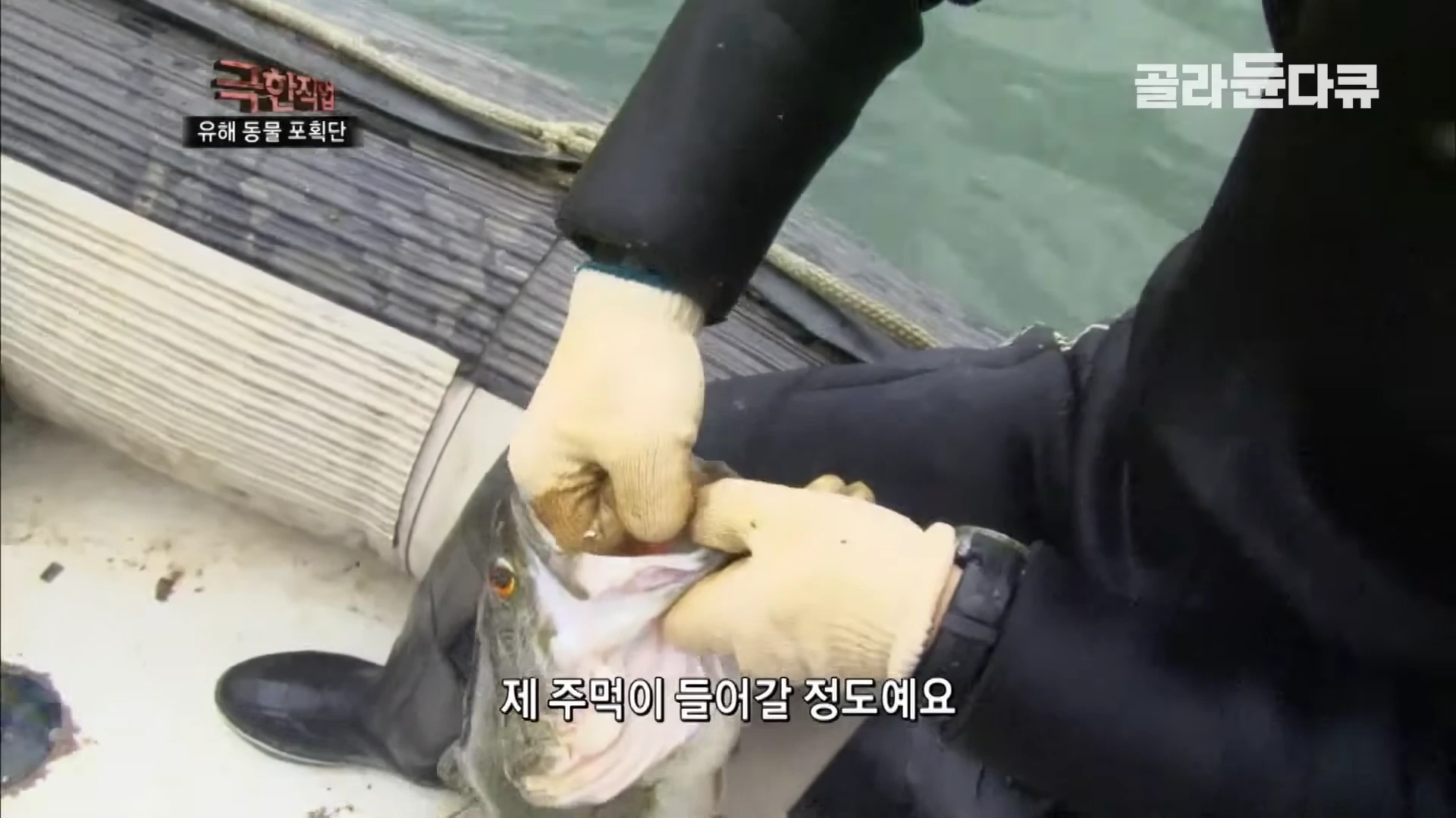 작업자가 장갑을 낀 손으로 거대한 배스의 입을 벌려 크기를 보여주는 모습