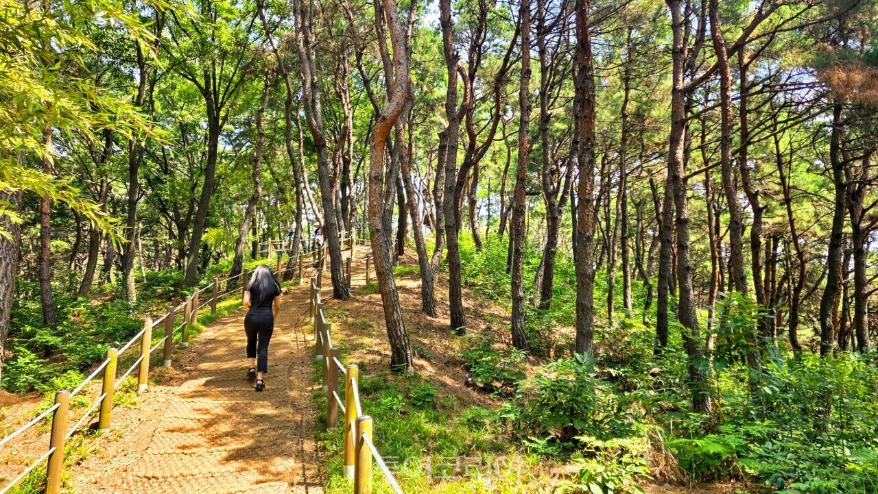 청남대 울창한 숲길 