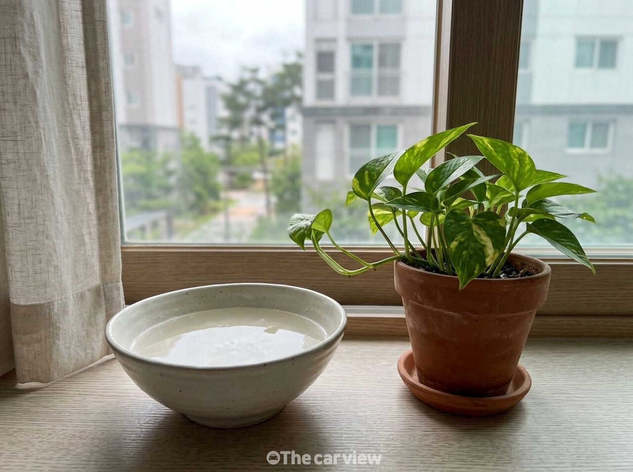쌀뜨물 화분 식물 / 사진=더카뷰