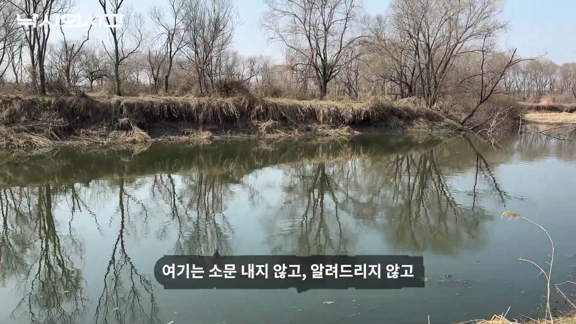 잔잔한 강물에 마른 나무들이 비치는 평화로운 하천 풍경