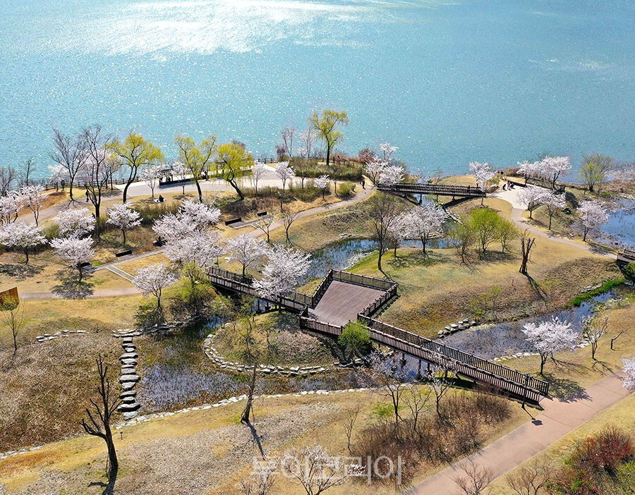 다산생태공원 봄 벚꽃 풍경/사진-남양주시