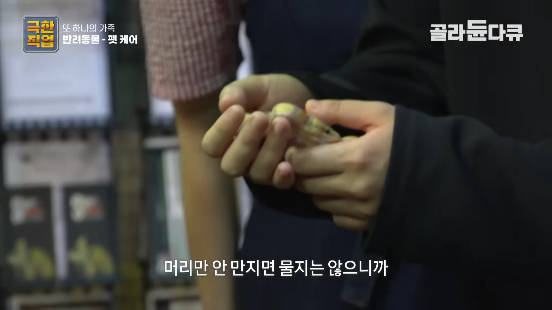 두 손으로 작은 파충류를 조심스럽게 감싸 쥐고 있는 모습이 담긴 영상 화면