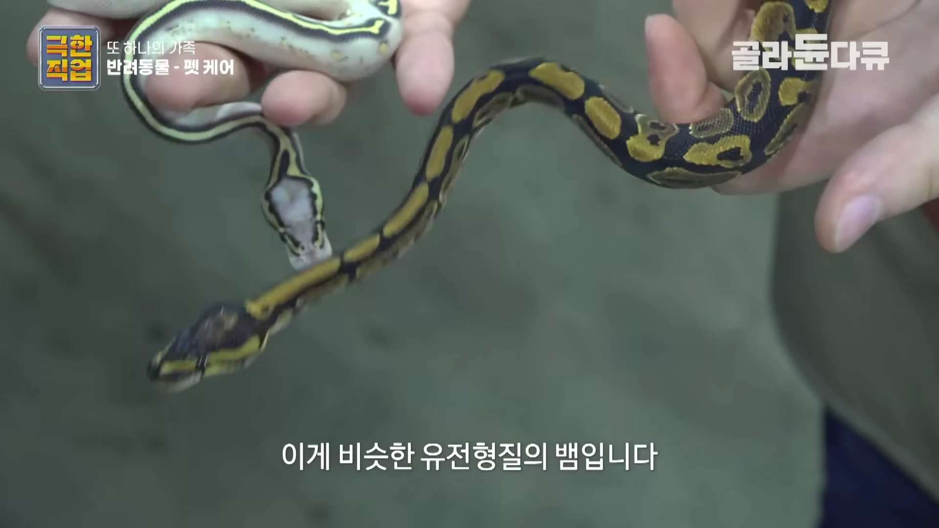 두 손으로 서로 다른 무늬를 가진 두 마리의 뱀을 조심스럽게 들고 있는 모습