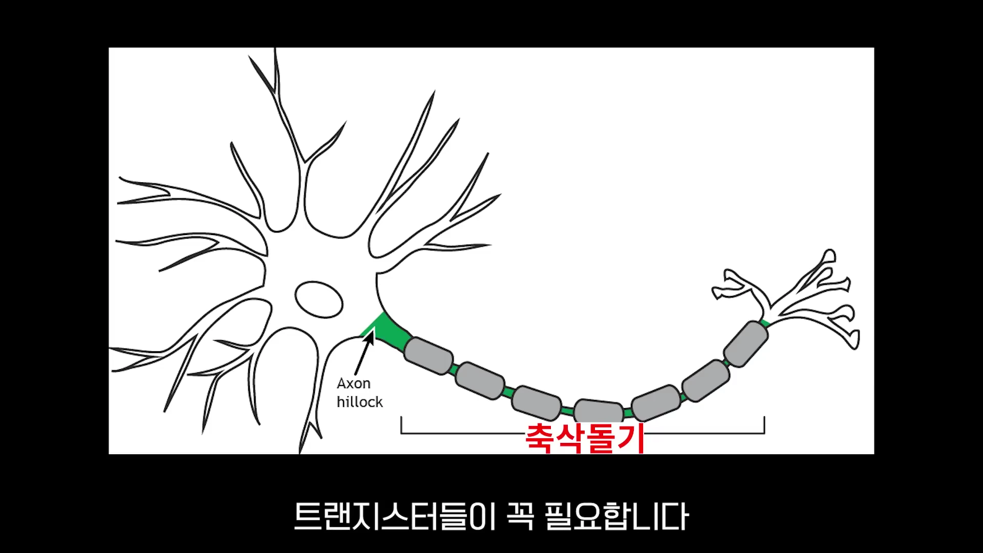 뉴런의 구조를 나타낸 도식으로, 축삭돌기와 축삭둔덕 부분이 강조되어 표시된 교육용 그래픽